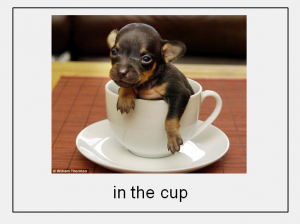 dog in a cup